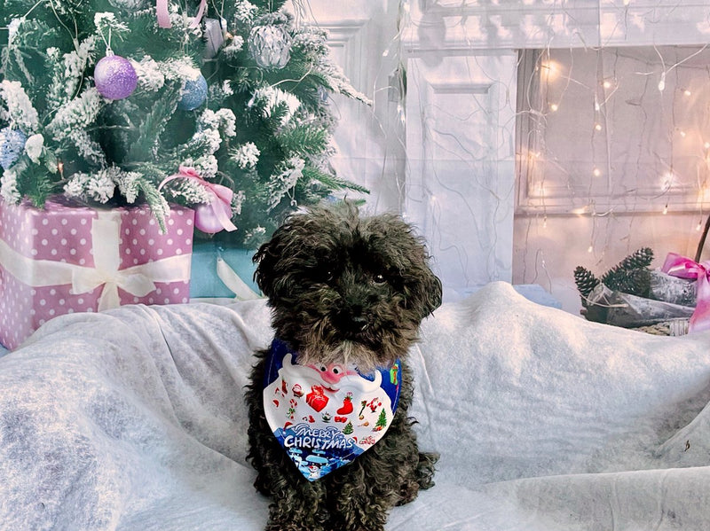 Load image into Gallery viewer, set van 2 kerst Hondenbandana - halsdoek voor je huisdier bandana hond honden kat- sjaal S
