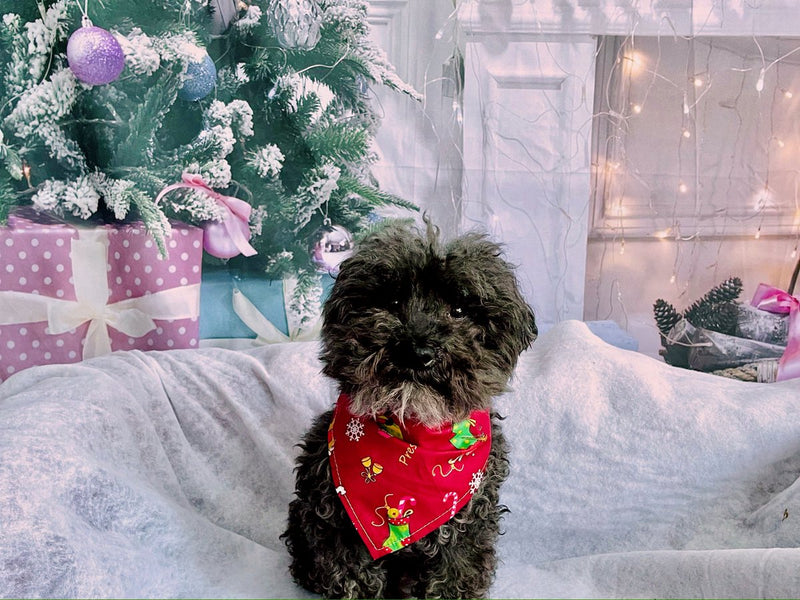 Load image into Gallery viewer, set van 2 kerst Hondenbandana - halsdoek voor je huisdier bandana hond honden kat- sjaal S
